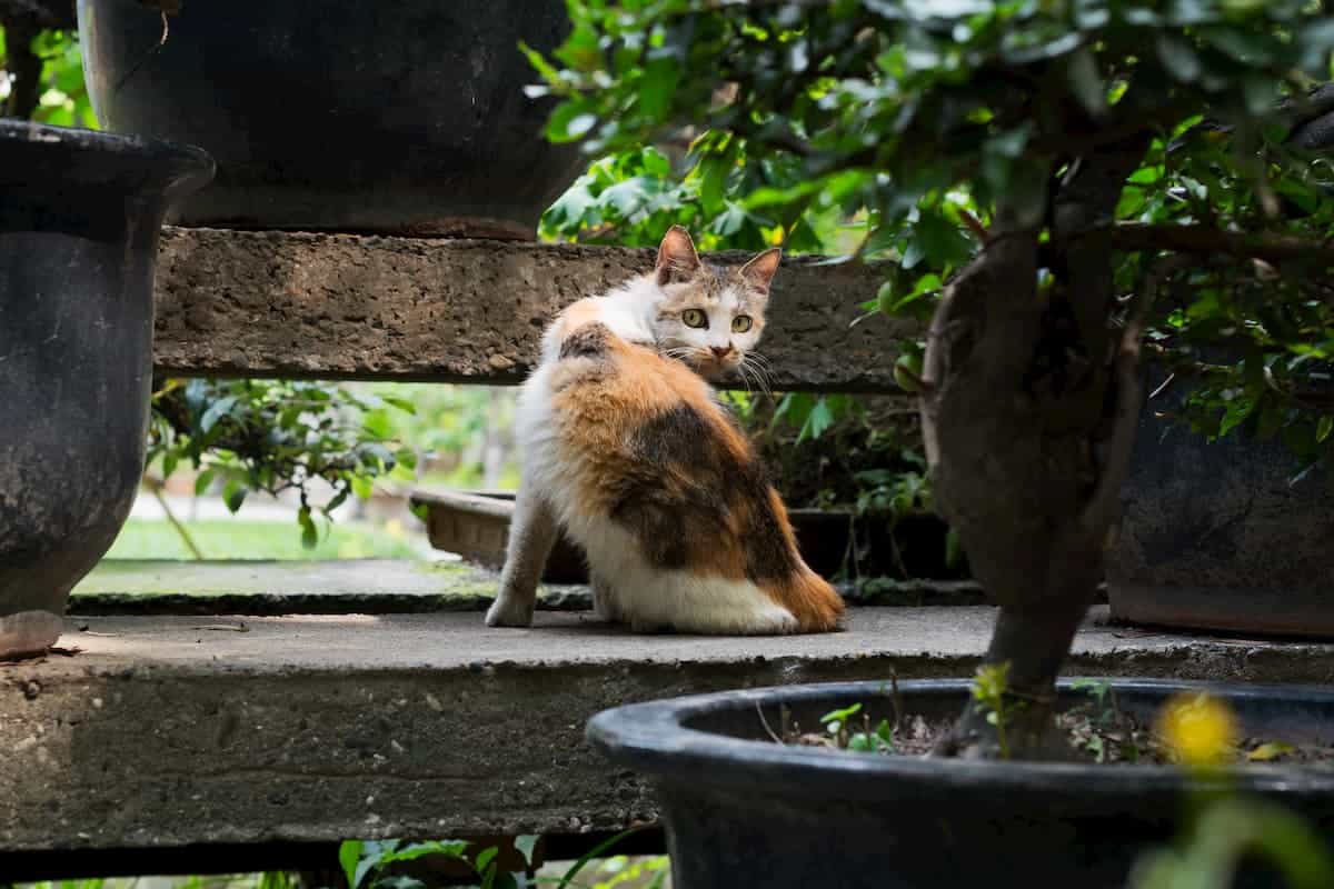 Cat hiding and moving between bonsai trees