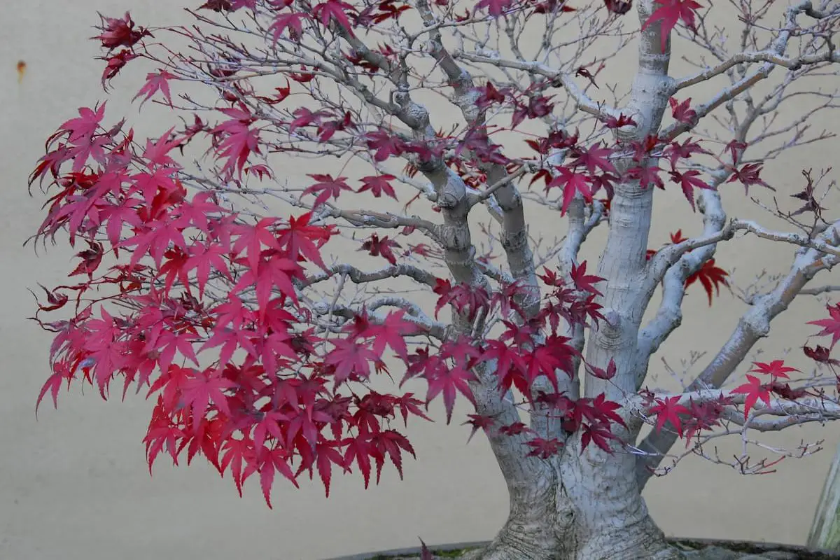 Detail of a bonsai red maple tree