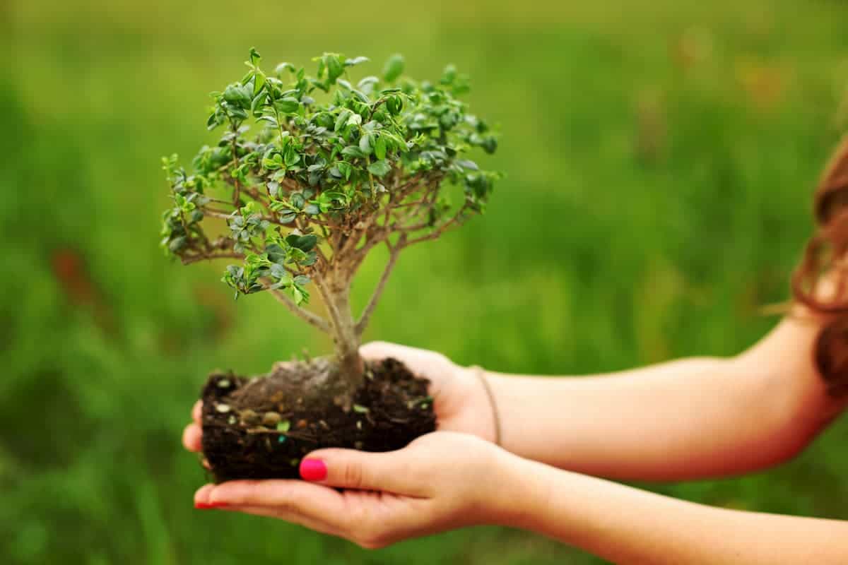 Holding Bonsai by the Soil in hand without pot for a transfer