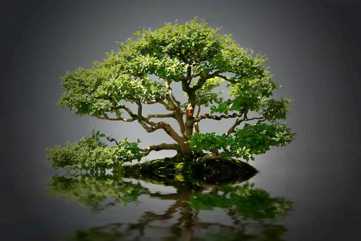 Best Bonsai Trees for Indoors