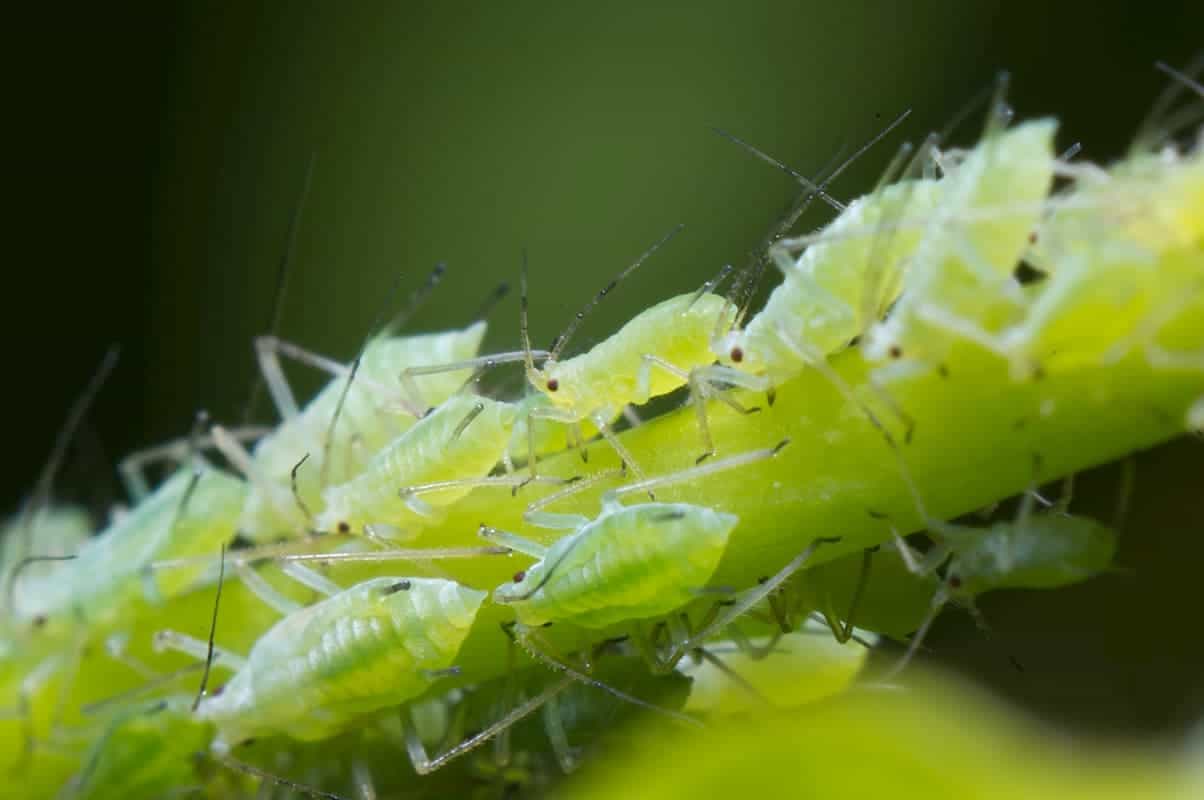 Infestation of Aphids