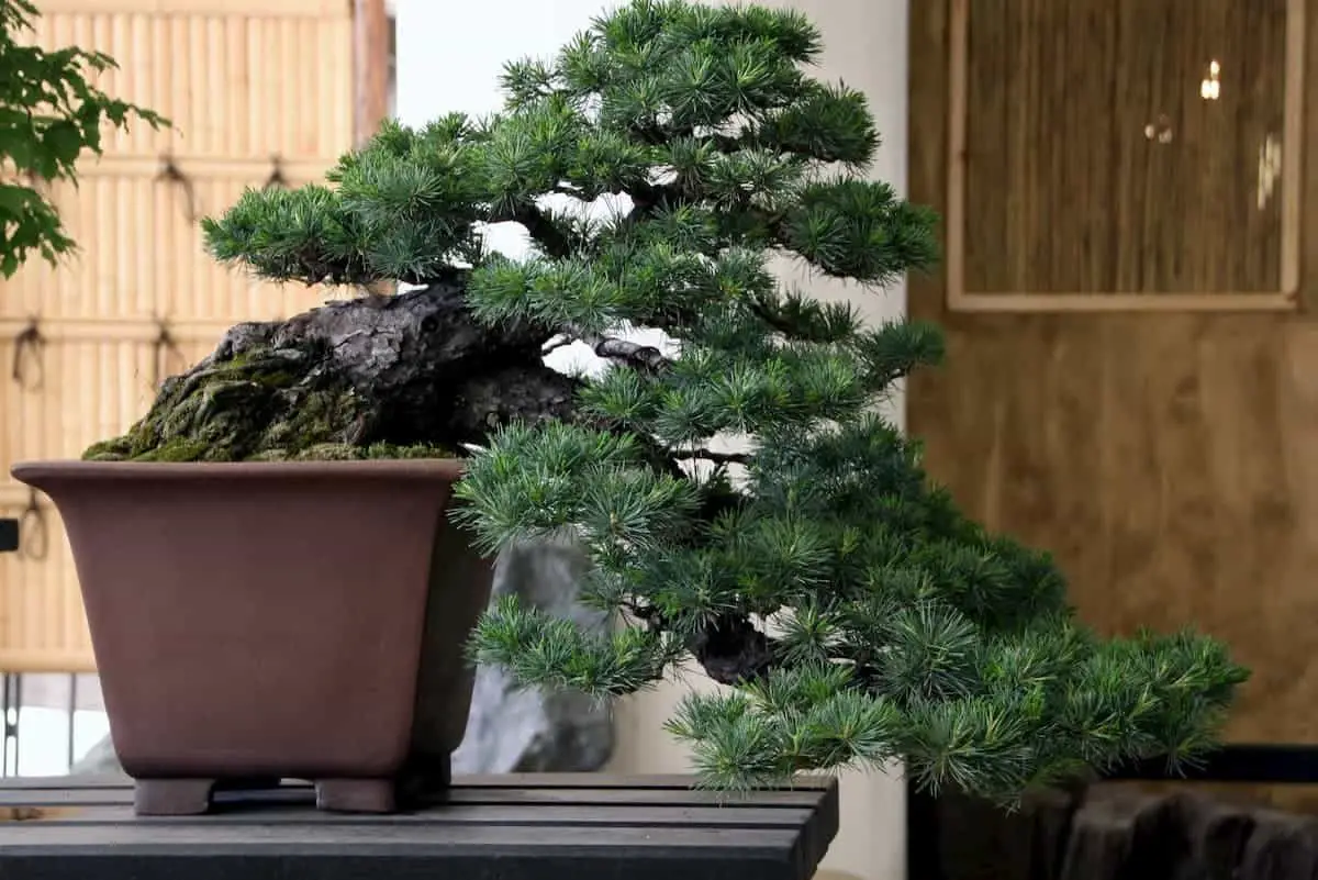 Japanese bonsai from black pine