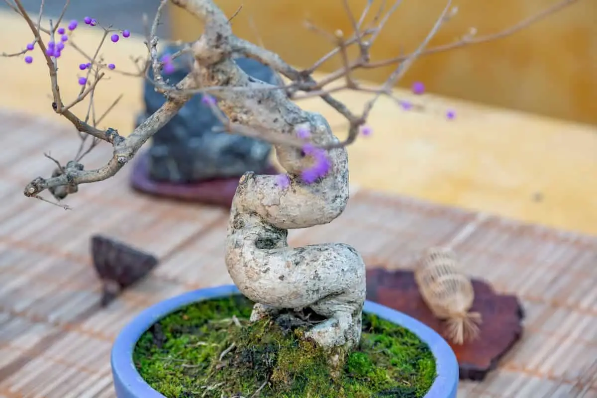 Miniature plant grown in a tray according to Japanese bonsai traditions