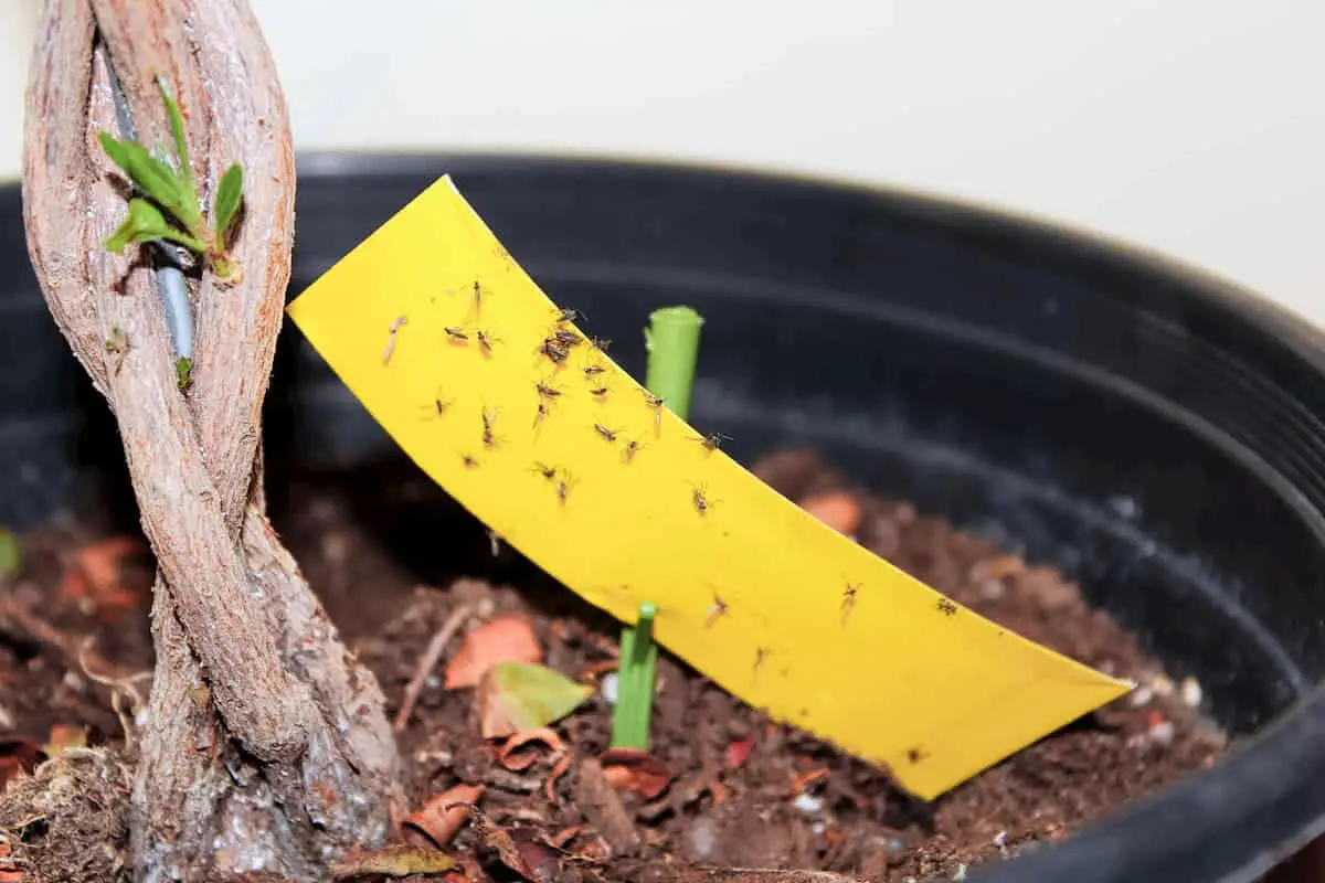 Using stick tape to catch fungus gnats infesting a plant
