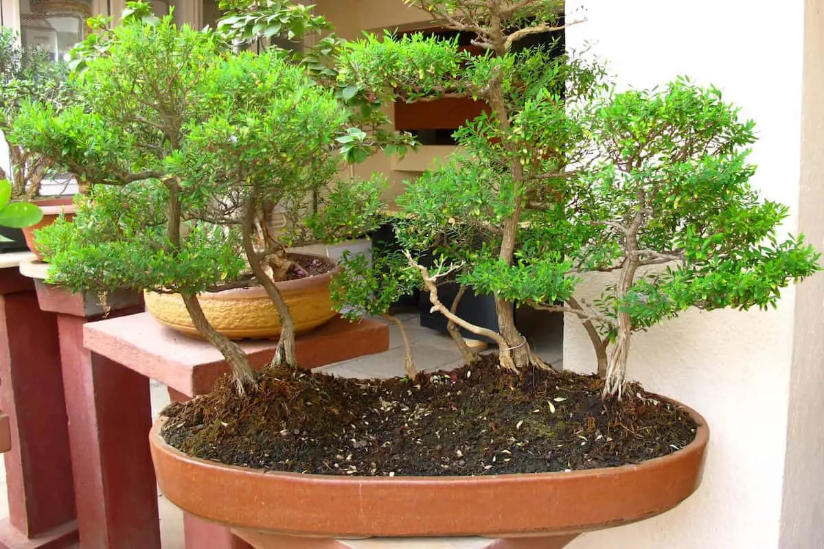 bonsai tree in a bonsai garden in india