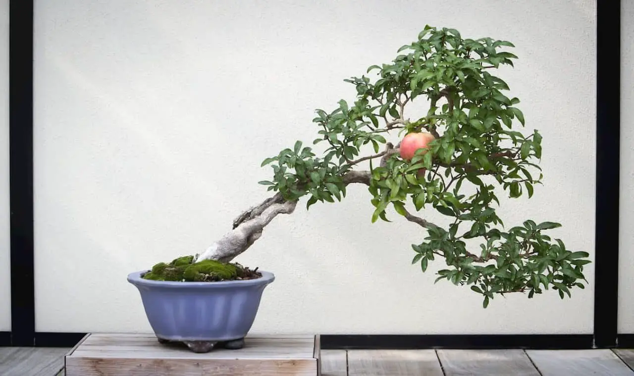 100 year old bonsai pomegranate tree