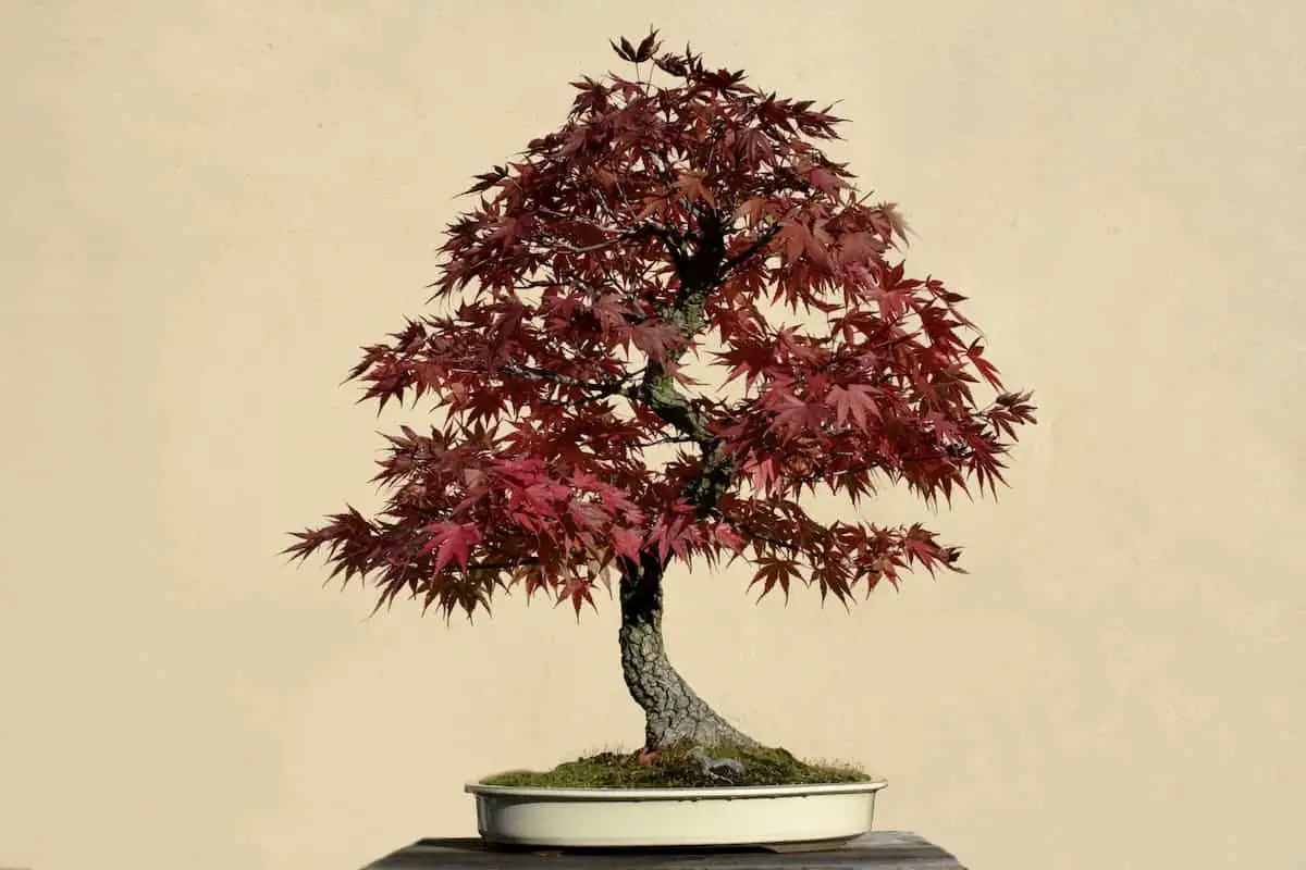 Japanese Red Mapleacer palmatum deshojo bonsai