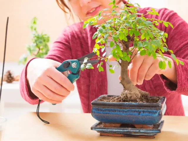 taking shears to a bonsai tree to cut off branches