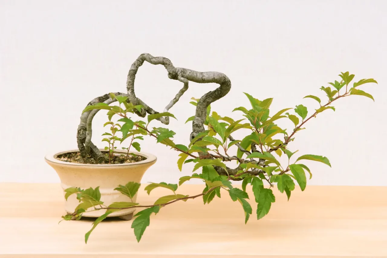 Bonsai on a pine table against a white wall indoors