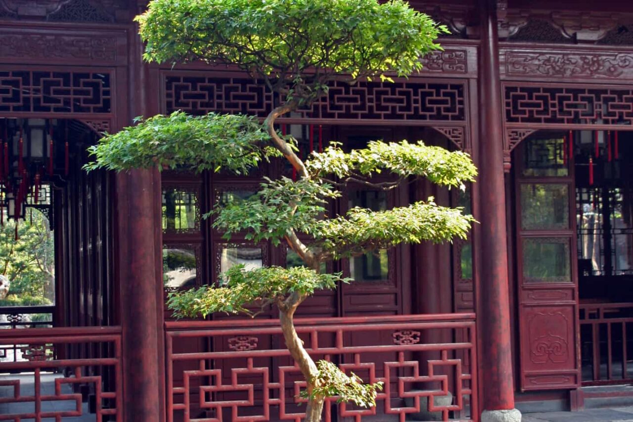 Large bonsai outside a red building