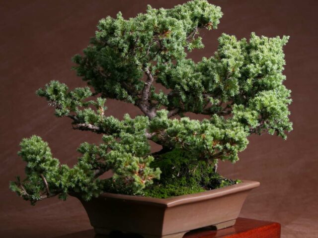 Close up of a juniper bonsai on a wooden table against a brown background