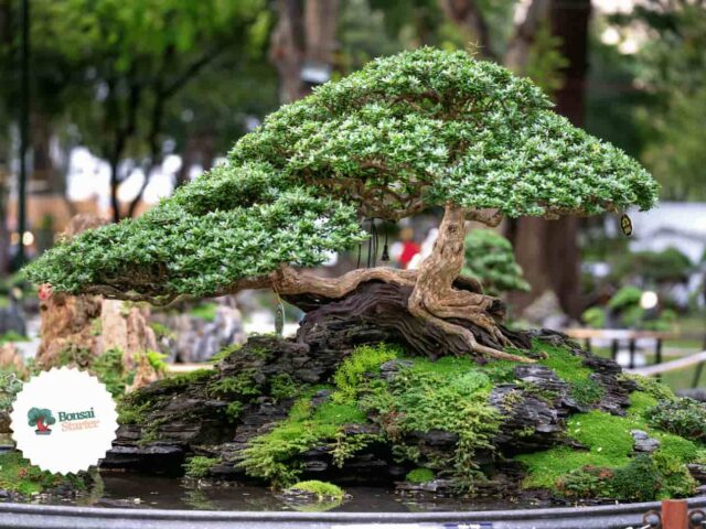 Beautiful bonsai on a table with very clean thick branches
