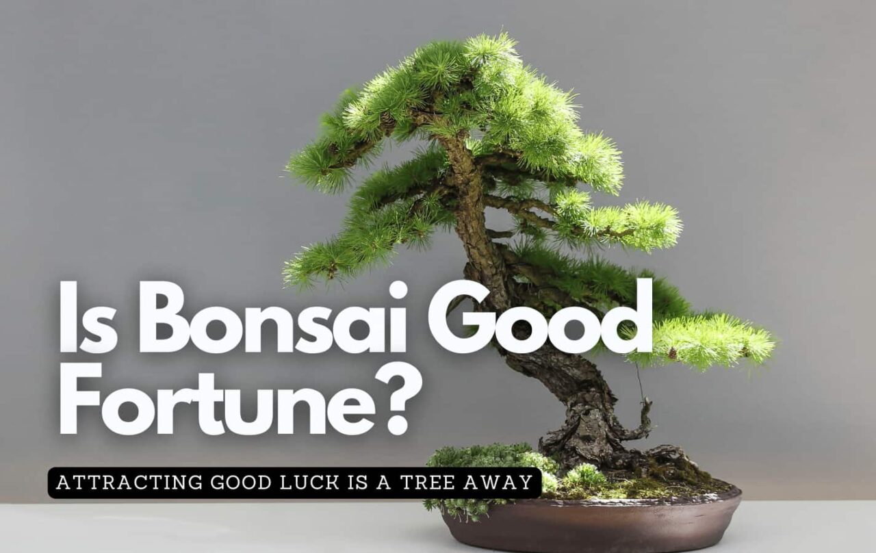 Lucky bonsai tree growing from a pot on a table