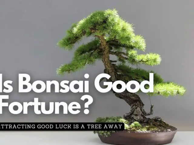 Lucky bonsai tree growing from a pot on a table