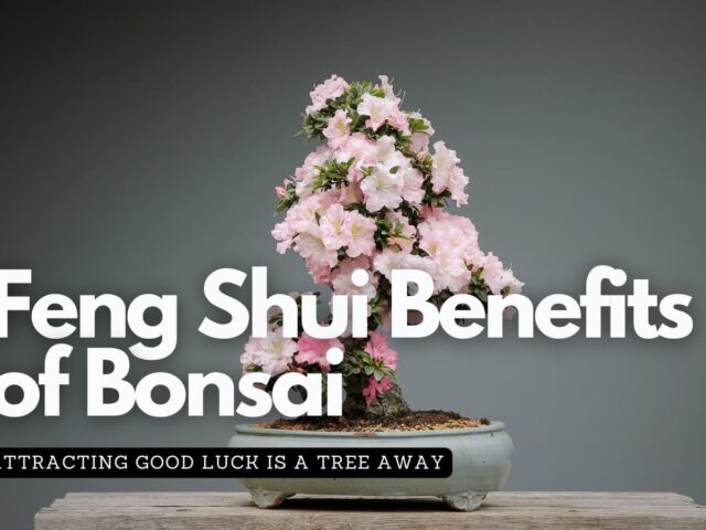 Pink flowering bonsai tree on a small wooden shelf