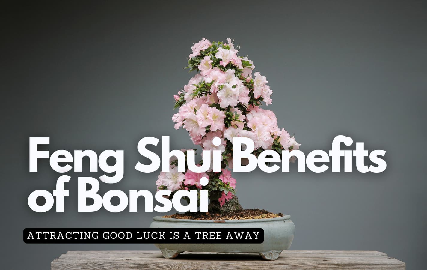 Pink flowering bonsai tree on a small wooden shelf