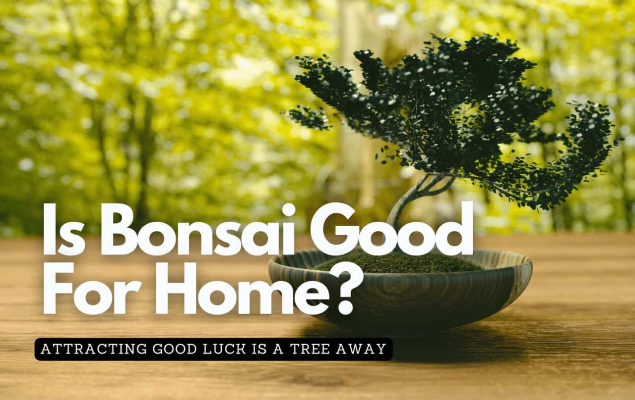 Bonsai tree on a wooden table inside the house