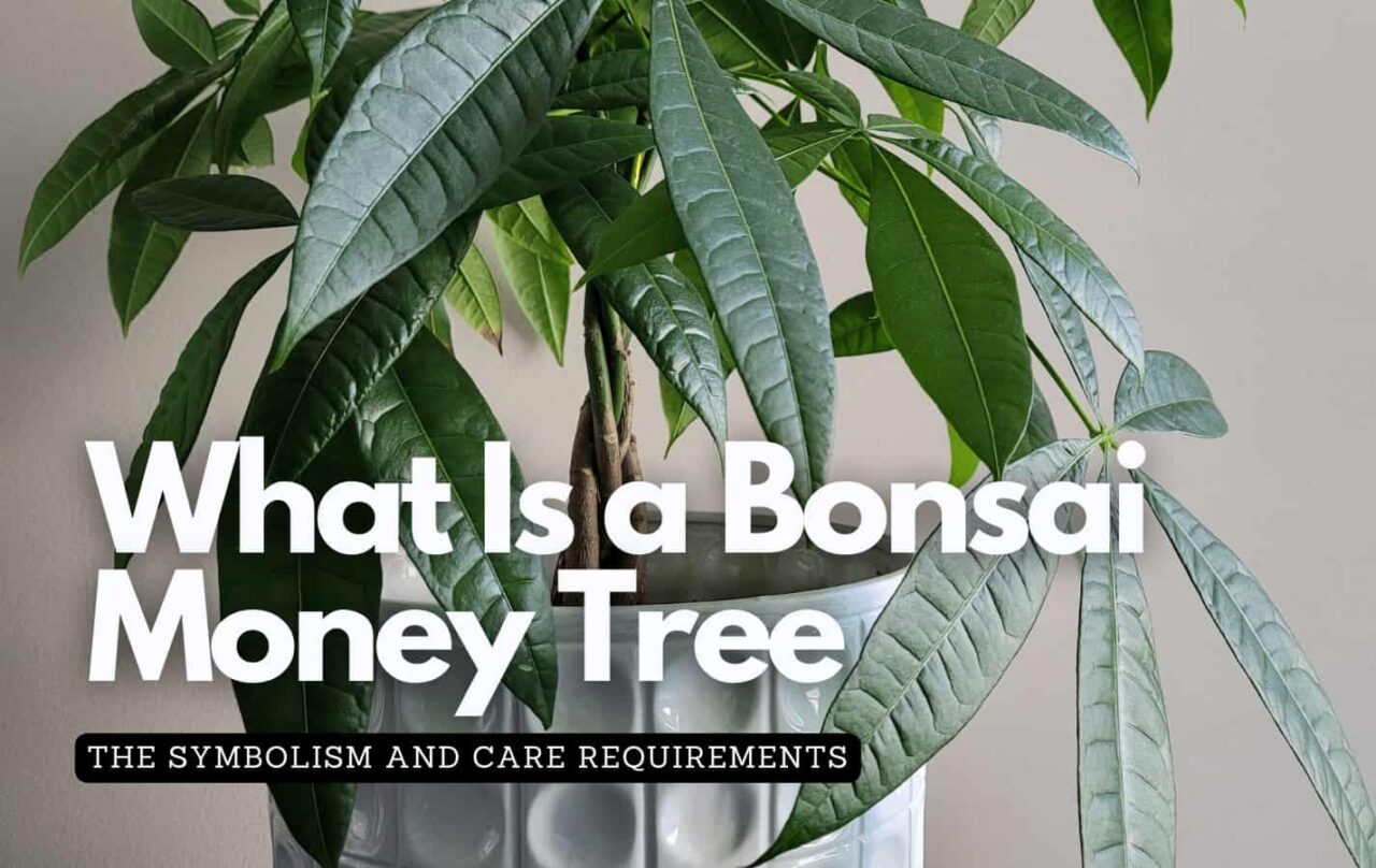 What Is A Bonsai Money Tree